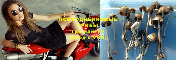 прущие грибы Магадан